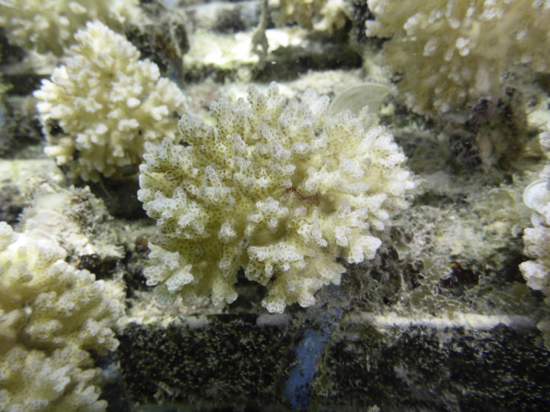 1. A Pocillopora damicornis nubbin at the coral nursery ground of the InterContinental Moorea Resort & Spa (Moorea, French Polynesia)
(Credit: Dr Isis Guibert)